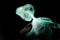 Fluorescent fish
