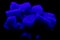 Fluorescent Fluorite Crystal under ultraviolet `UV` Light