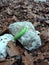 Fluorescent green caterpillar crawling on a stone