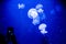 Fluorescent jellyfish in an aquarium, Oceanarium of Lisbon,