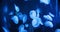 Fluorescent jellyfish glow underwater, dark neon dynamic pulsating ultraviolet blurred background. Fantasy hypnotic