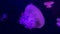 Fluorescent Jellyfish Glow Underwater Neon Pink Backlight In Motion