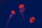 Fluorescent jellyfish swimming underwater aquarium pool with red neon light.