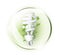 Fluorescent lightbulb in glass globe