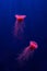 Fluorescent lion's mane jellyfish swimming underwater aquarium pool with red neon light.