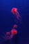 Fluorescent lion& x27;s mane jellyfish swimming underwater aquarium pool with red neon light.