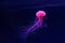 Fluorescent lion's mane jellyfish swimming underwater aquarium pool with red neon light.