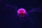 Fluorescent lion's mane jellyfish swimming underwater aquarium pool with red neon light.