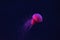 Fluorescent lion's mane jellyfish swimming underwater aquarium pool with red neon light.