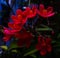 fluorescent Perigrina flowers in garden