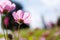 Fluorescent pink flower