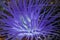 Fluorescent purple tube anemone