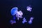 Fluorescent spotted australian jellyfish swim underwater aquarium pool wtih blue neon light