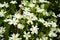 A flush of white greater stitchwort growing wild in the French countryside