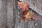 Flute and Fallen Autumn Leaves on Wooden Boards