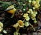 Flute like wild mushrooms growing on dead log with slug..