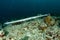 Flute trumpet fish while diving indonesia detail