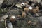 The Fluted Bird Nest Cyathus striatus is an inedible mushroom