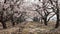 The fluttered apricot flowers are like snow