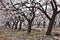 The fluttered apricot flowers are like snow