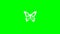 Fluttering butterfly motion graphics with green screen background