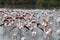 Fluttering flamingos in the french Camargue