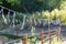 Fluttering ribbons around a garden for bird deterrent