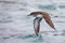 Fluttering shearwater in flight off the coast of New Zealand