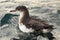 Fluttering Shearwater On Ocean