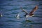 Fluttering shearwater taking off, New Zealand