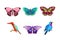 Fluttering Tropical Butterfly with Brightly Coloured Wings and Perching Bird Vector Illustration Set