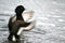 Fluttering tufted duck