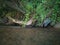 Fluvial erosion, water washed soil from roots of old dead trees, shallow fast stream and steep grassy riverbank