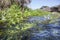 Fluvial vegetation on the stream of Muelas River, Cornalvo Nat