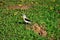 Fluvicola nengeta bird walking by on the grass in the park