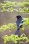 Fluweeldrongo, Fork-tailed Drongo, Dicrurus adsimilis