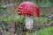 fly agaric