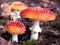 Fly agaric .