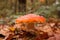 Fly agaric