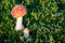 Fly agaric