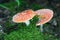 Fly agaric, amanita, dangerous poison mushroom. In forest