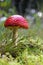 Fly agaric (Amanita muscaria)