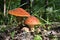 Fly agaric Amanita muscaria in the forest. Poisonous mushroom grow in woodland in summer and autumn