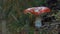 Fly agaric, Amanita muscaria, growing in a pine forest in scotland during autumn.