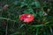 Fly agaric, amanita muscaria, mushroom, eaten by slugs