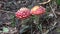Fly agaric (Amanita muscaria) mushroom in forest