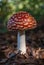 Fly agaric Amanita muscaria mushroom in a forrest