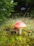 fly agaric amanita muscaria mushroom poison