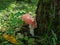 Fly Agaric (Amanita Muscaria) mushroom with white warts growing in forest next to a big stem covered