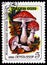 Fly agaric Amanita muscaria, Mushrooms serie, circa 1986